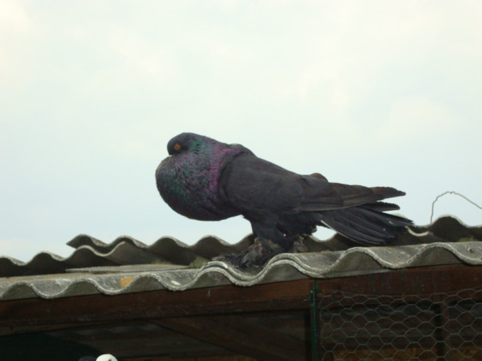 DSC00884