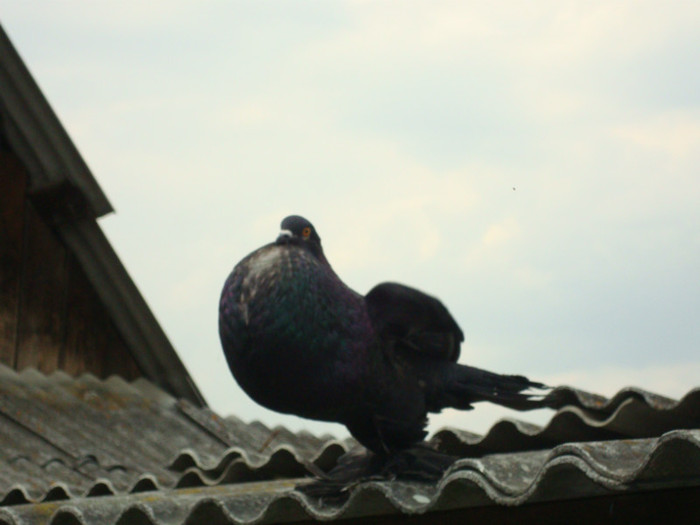 DSC00885