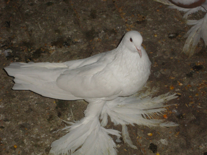 DSC01531 - AMINTIRI-ARHIVA