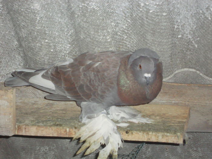 DSC01533 - AMINTIRI-ARHIVA