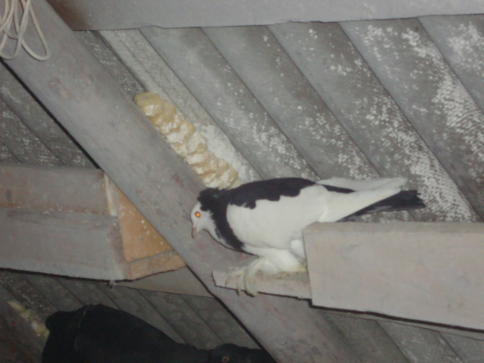 DSC01535 - AMINTIRI-ARHIVA