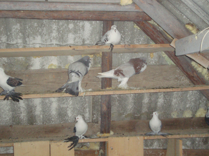 DSC01542 - AMINTIRI-ARHIVA