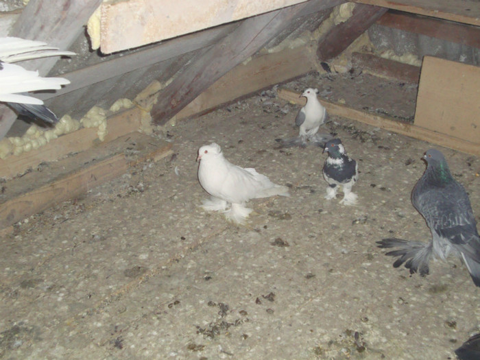 DSC01544 - AMINTIRI-ARHIVA