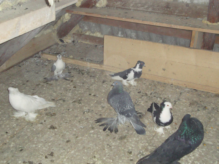 DSC01545 - AMINTIRI-ARHIVA