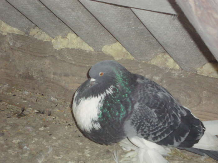 DSC01547 - AMINTIRI-ARHIVA