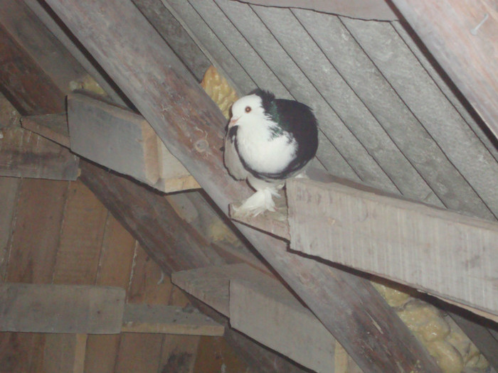 DSC01562 - AMINTIRI-ARHIVA