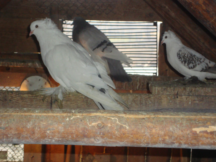 DSC01563 - AMINTIRI-ARHIVA