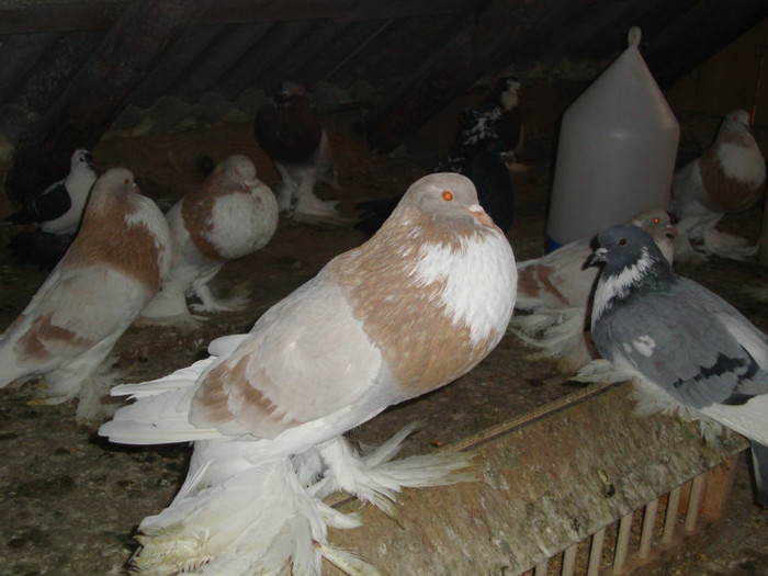 DSC01567 - AMINTIRI-ARHIVA