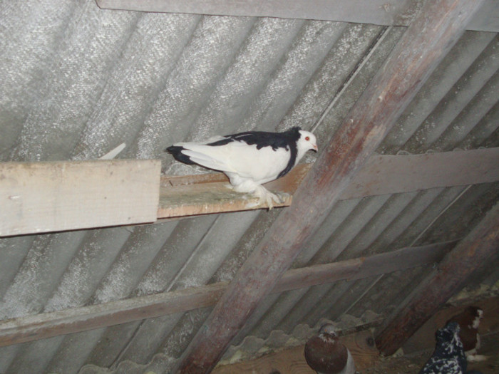 DSC01568 - AMINTIRI-ARHIVA