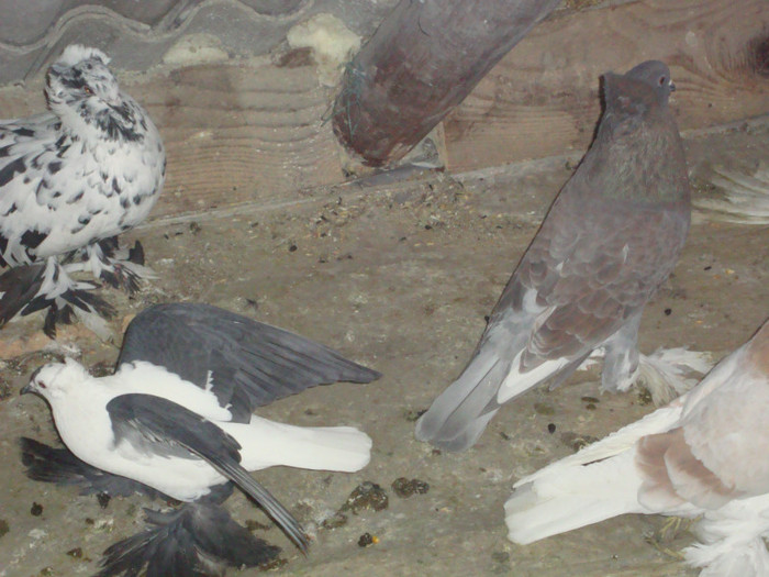 DSC01571 - AMINTIRI-ARHIVA