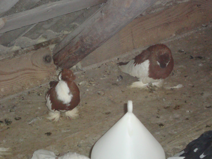 DSC01575 - AMINTIRI-ARHIVA