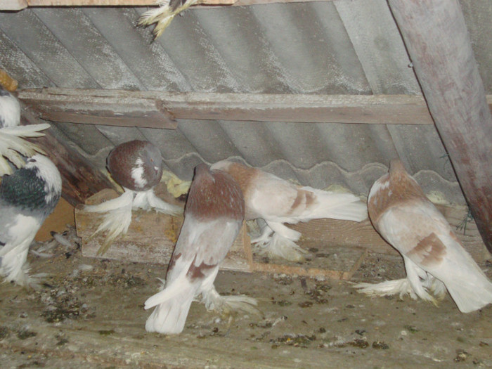 DSC01627 - AMINTIRI-ARHIVA