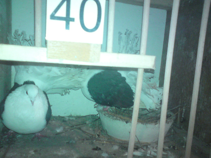 alta pereche capaciti pe  negru