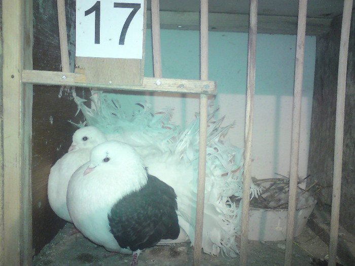 pereche capaciti pe negru