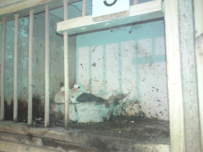 pui capaciti albastri