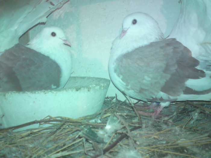 perechearotari pe cuiburii