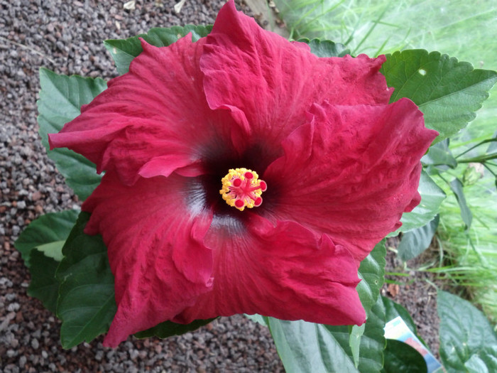 5.03.12 - Hibiscus 2011-2012