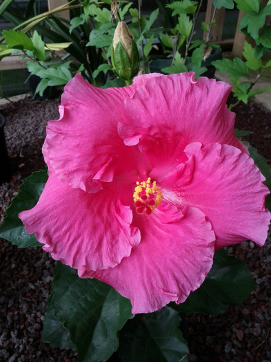  - Hibiscus 2011-2012