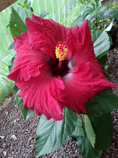  - Hibiscus 2011-2012