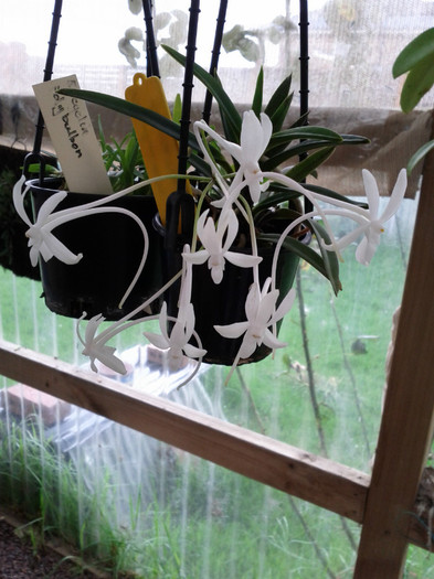 5.03.12 - Neofinetia falcata