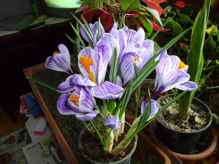 P1000109 - flori iarna 2011-2012