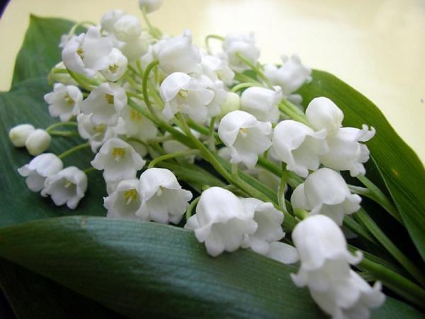 Lacramioare1 - trandafiri NOU