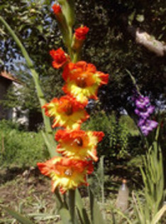 47820643_TKRGSZTZQ - gladiole 2011