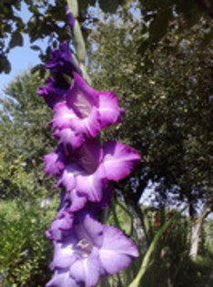 47820646_MUWTASKHN - gladiole 2011