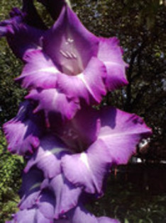 47820647_SKYXCCYVQ - gladiole 2011