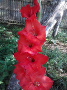 47820649_NMQZCGYYY - gladiole 2011