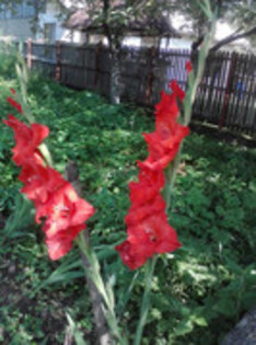 47820650_DJMBYDIOR - gladiole 2011