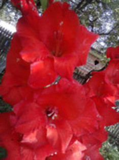 47820651_OMIWLSUGG - gladiole 2011