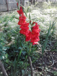 47820659_ECALNQTSI - gladiole 2011