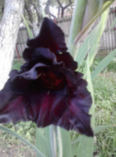 47820746_PJKVRZJWT - gladiole 2011