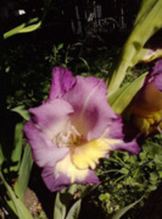 47820759_ILBBVUEWG - gladiole 2011