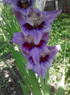 47820763_MSYQWFWEV - gladiole 2011