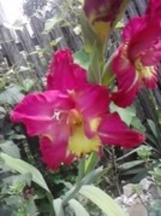 47820994_QDOIDKOMQ - gladiole 2011