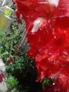 47820996_IRIHGQRRI - gladiole 2011