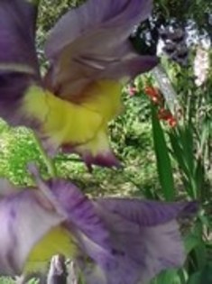 47820997_YQFTHIHQM - gladiole 2011