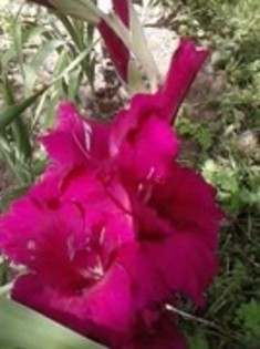 47821006_QBSPWMUZX - gladiole 2011