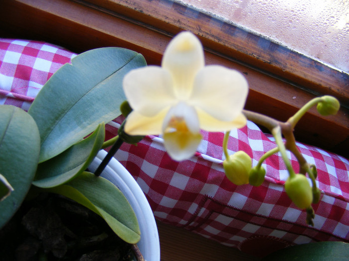 DSCF1774; A 2-a mini reinflorita
