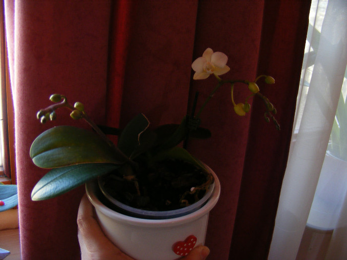 DSCF1778 - Reinfloriri 2012