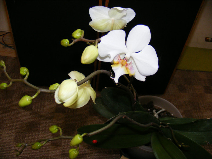 DSCF1781; Luata la reducere, i-au dat 4 tije
