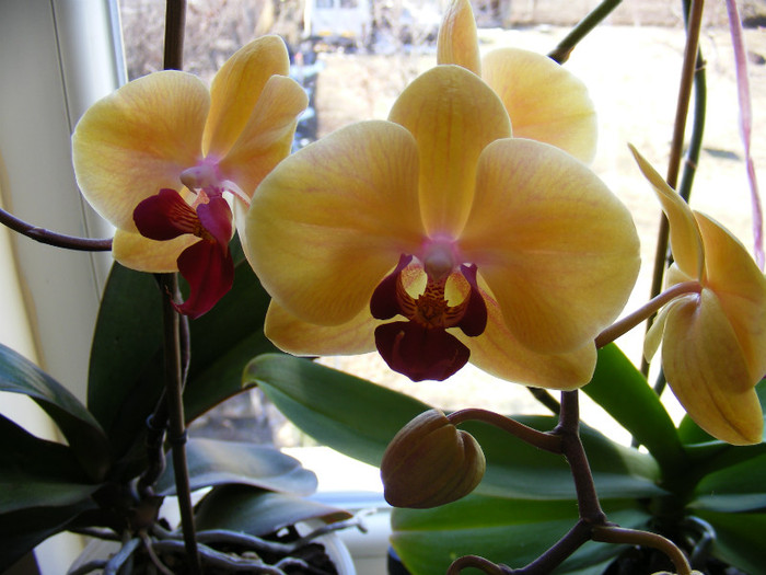 DSCF1779; la a 3-a reinflorire
