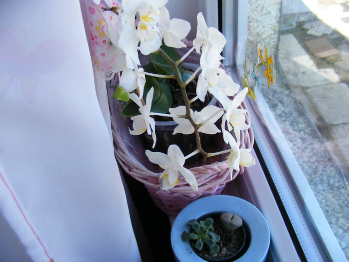 DSCF1792; Prima mini reinflorita la maxim
