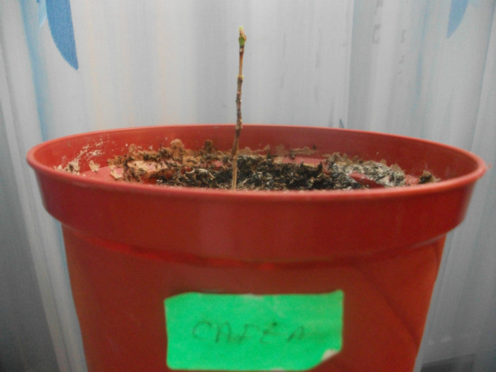 poze 1481 - pierderi