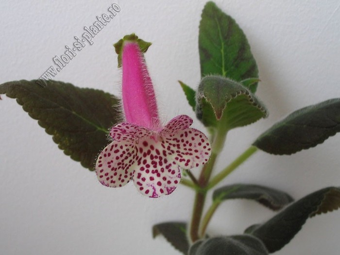 Kohleria Jessica - KOHLERIA I