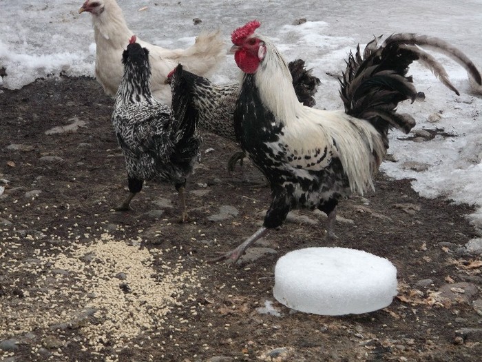 MIE IMI PLACE SI........