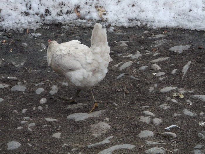 .......BLONDA, PRIMA IUBIRE