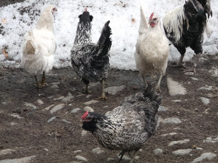 NICI AICI NU SCAP DE FOTOGRAFI???